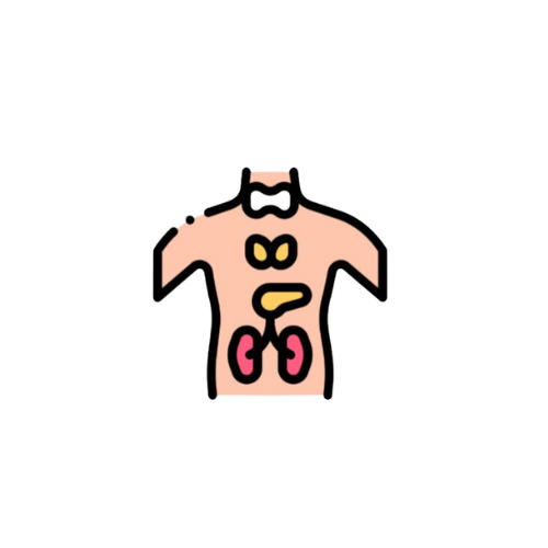 Endocrine System Notes